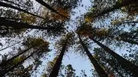 Tala y poda de árboles, Destoconados Tala de árboles, Destoconados