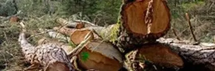 Tala y poda de árboles poda y tala de árboles