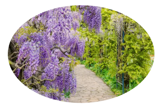 Mantenimiento de jardines