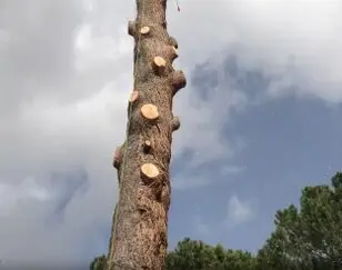 Podas de árboles en altura, provincia Toledo y provincia