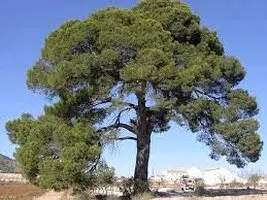 Tala y poda en altura de árboles