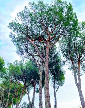 Tala y poda en altura de árboles Segovia 