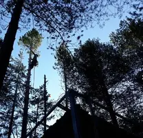 PODA DE ÁRBOLES