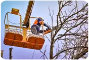 Podamos árboles en altura 