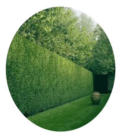 Corte de cesped Mantenimiento y corte de cesped