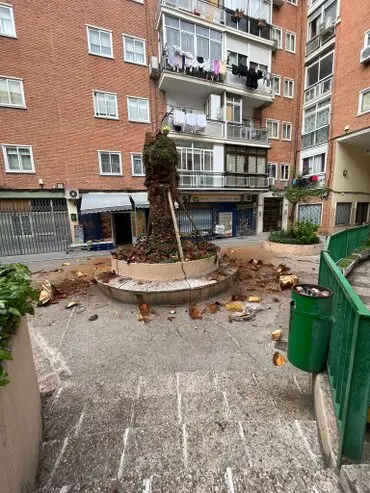 Podas de palmeras