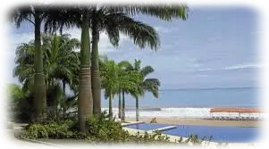 podas de palmeras poda de palmera