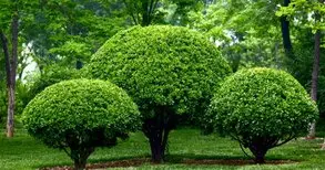 Servicio de jardinería Desbroce y mantenimiento