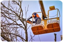 Podas y tala de árboles en altura