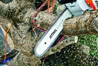 Podas en altura Madrid Podas de altura Madrid