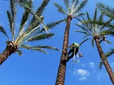 Poda de palmeras Tala y poda de palmeras en altura
